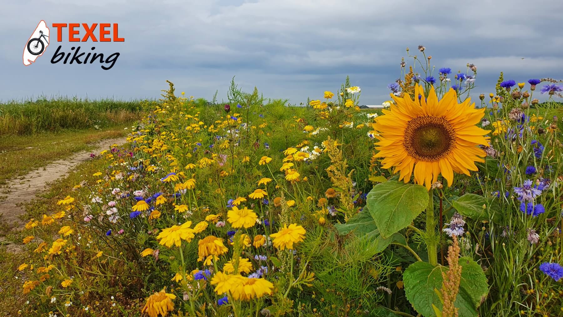 Boerenpad voorjaar TEXELbiking