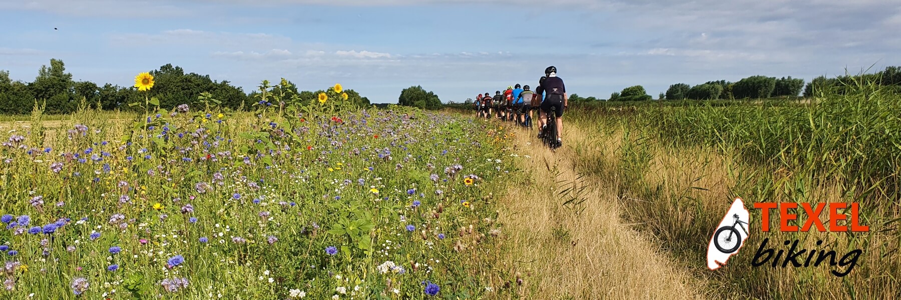 Boerenpad zonnebloemen TEXELbiking