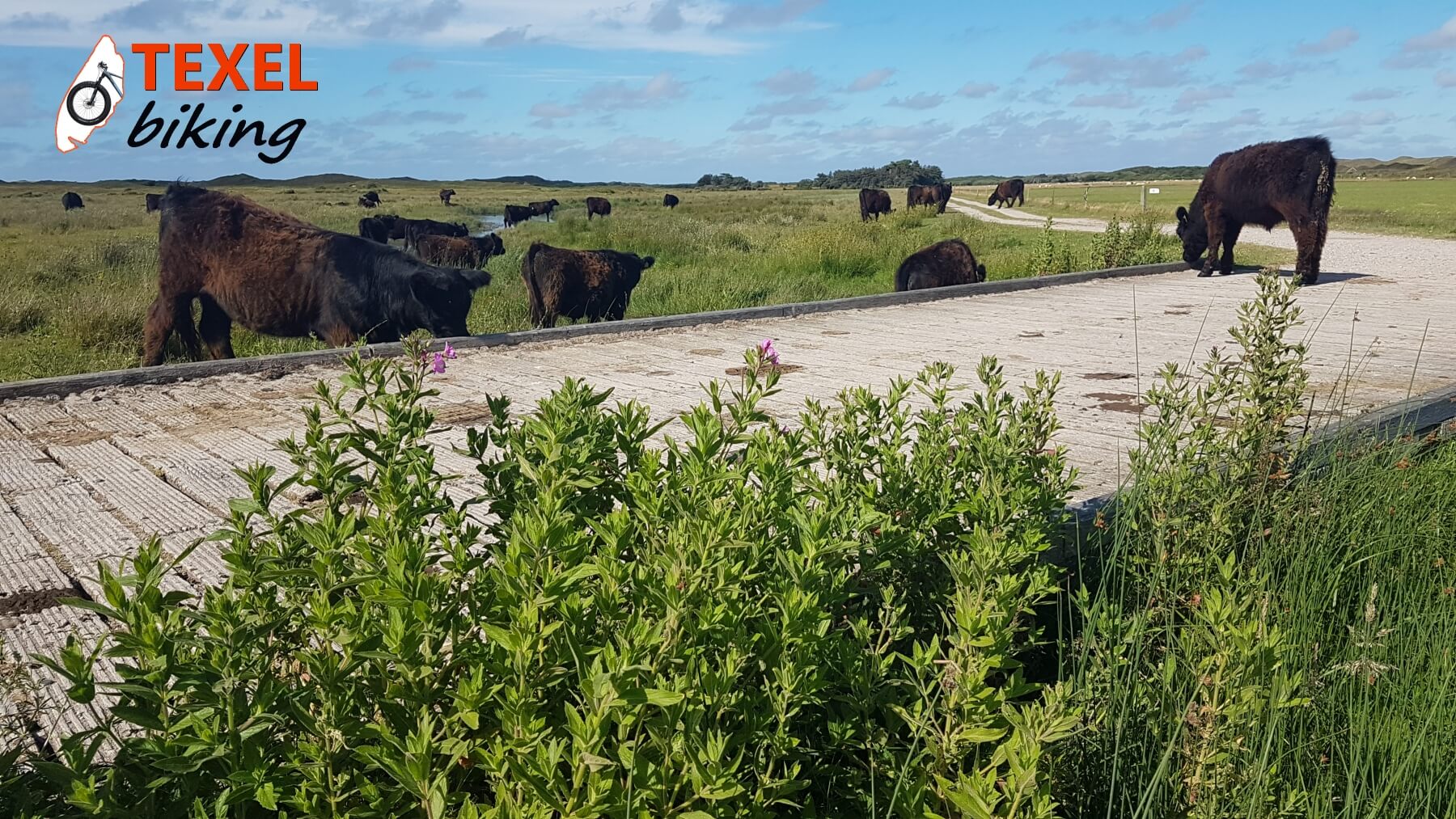 MTB-pad De Nederland TEXELbiking