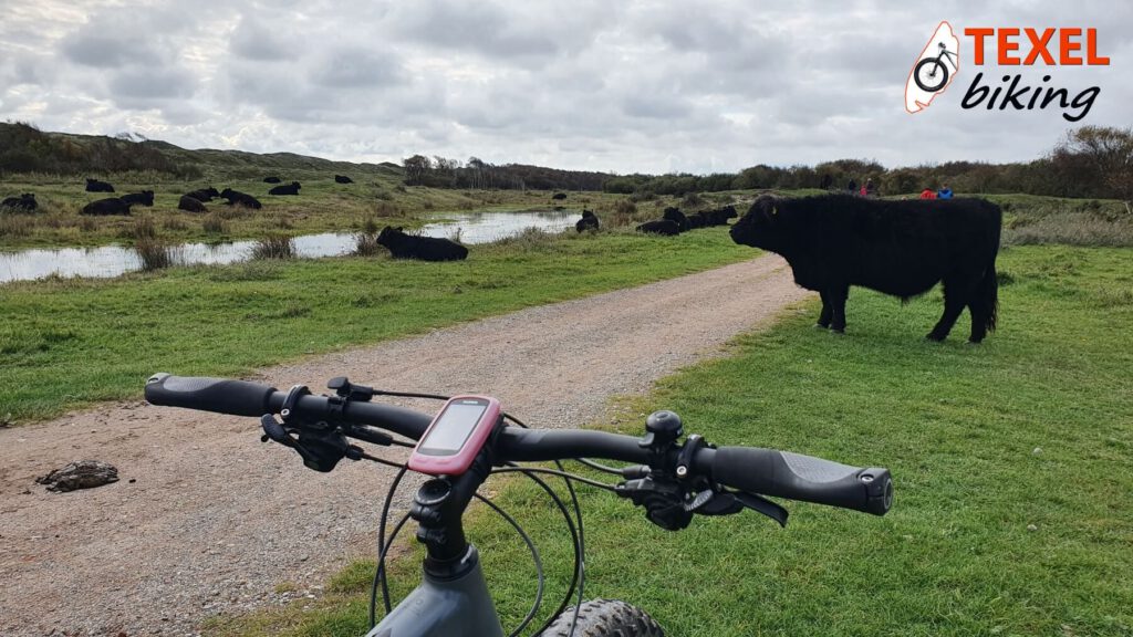 Galloways in de Muy TEXELbiking