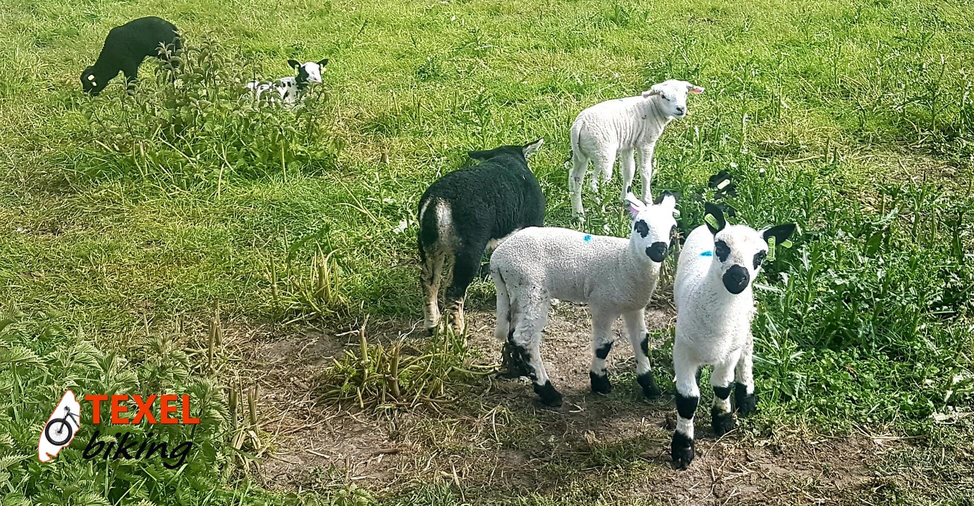 Texelse lammetjes TEXELbiking
