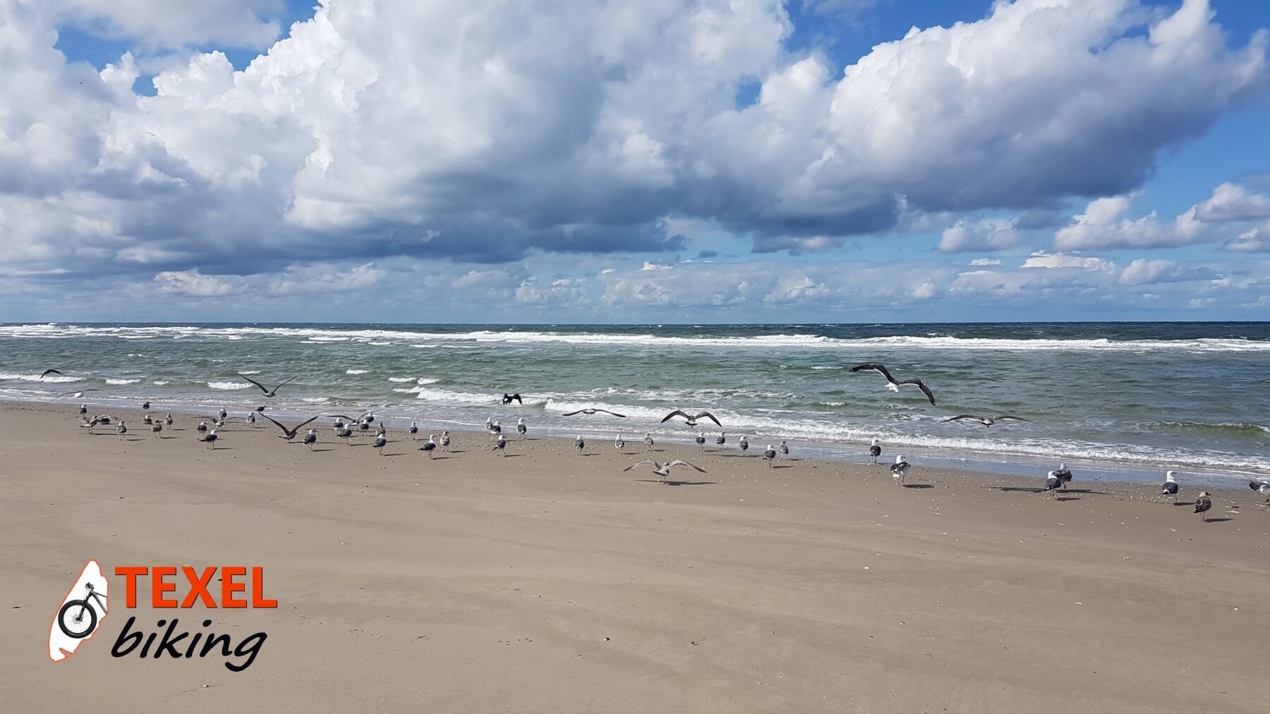 Meeuwen op strand TEXELbiking