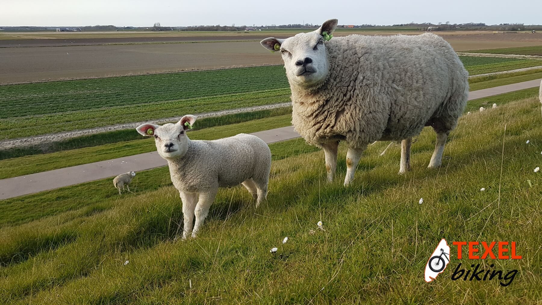 Schaap en lammetje op dijk TEXELbiking
