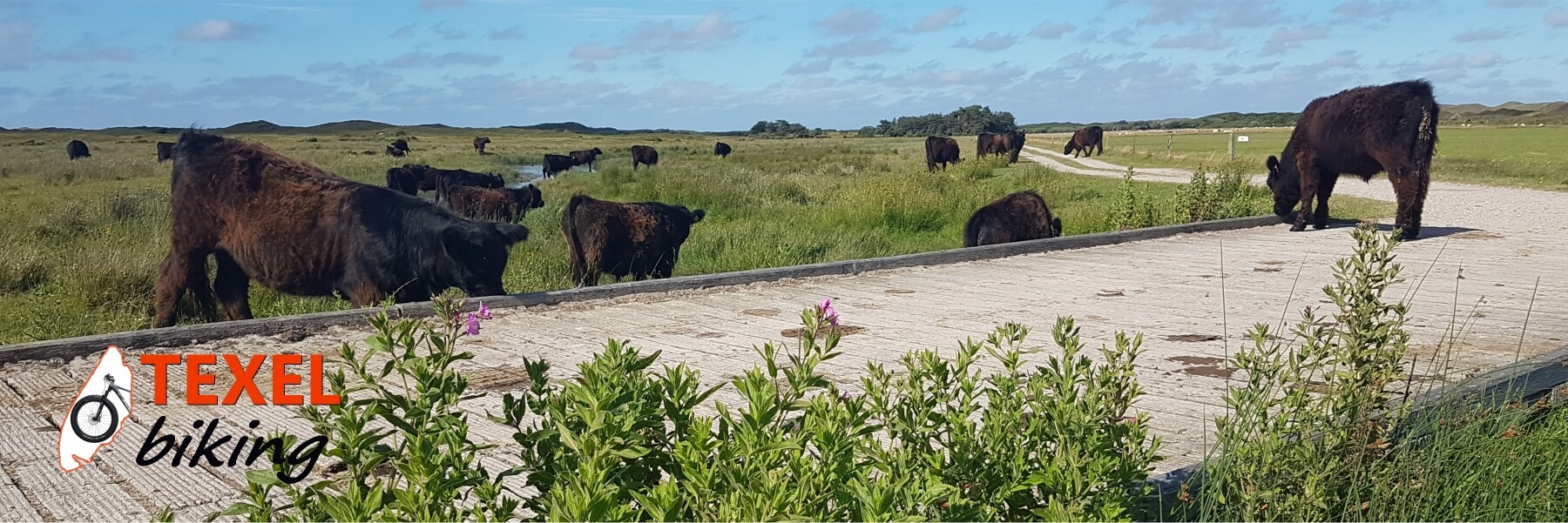 Galloway koeien in de Muy TEXELbiking